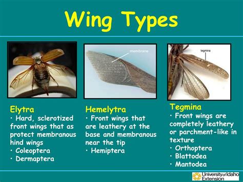 PPT - Insect ID and Management PowerPoint Presentation, free download ...