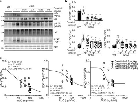 Low Dose Dasatinib Blocks Src And PZR Phosphorylation In The Hearts Of