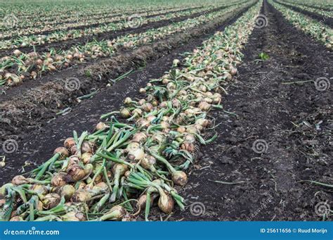 Harvested Onions Drying In Long Rows On The Field Stock Photo Image