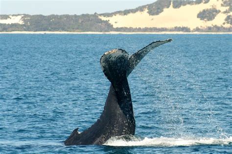 Humpback Whale Tail Slapping Sighting As Seen From The Eye Spy