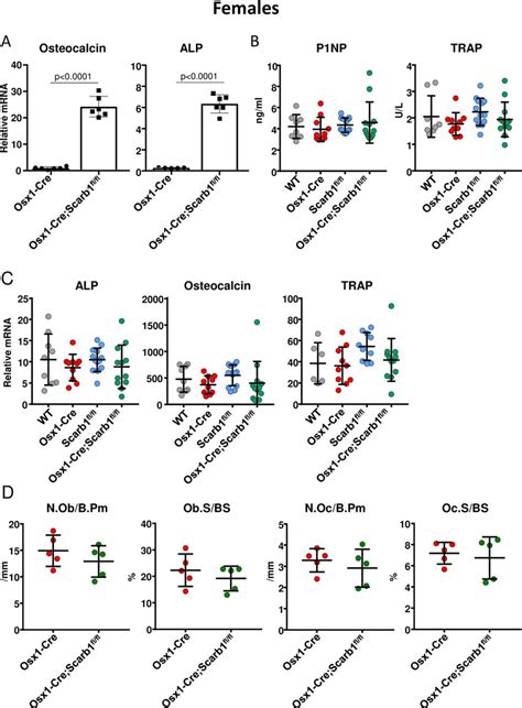 Deletion Of Scarb1 Using Osx1 Cre Increases Osteoblasts Differentiation Download Scientific