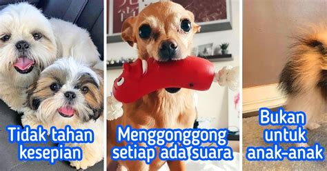 12 Ras Anjing Kecil Trendi yang Bikin Orang Ingin Buru-Buru Punya, tapi Kemudian Cepat Kapok ...