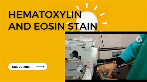 Hematoxylin And Eosin Stain Procedure H And E Stain Histopathology