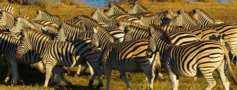 Zebra Migration in Southern Africa is The Longest Migration in Africa ...