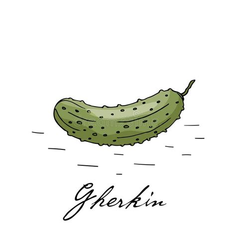 Gherkin Stock Vector Illustration Of Cartoon Gherkin 5781480