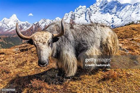 yak stock  high res pictures  images getty images