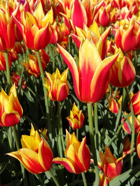 Field of Fiery Flowers by puppydogbonz on DeviantArt