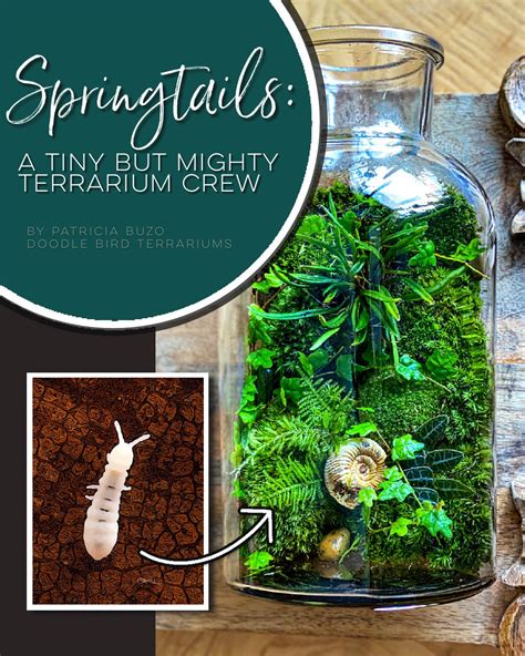 Springtails A Tiny But Mighty Terrarium Crew