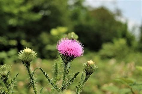 Cardo Flor De Naturaleza Foto Gratis En Pixabay Pixabay