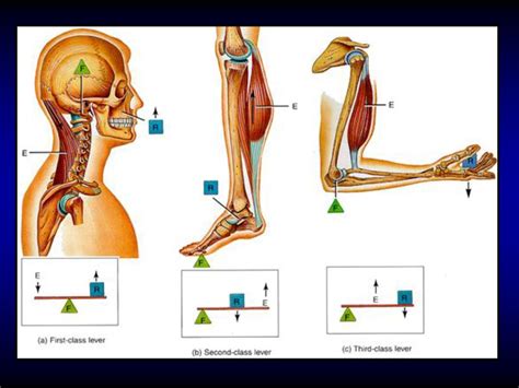 Human Muscular System Svhs Adv Biology Unit 6 Ppt Download