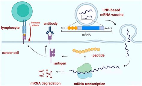 Frontiers Pancreatic Cancer Nucleic Acid Drug Discovery And Targeted