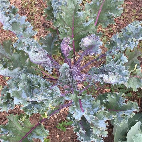 Seeds For Red Russian Kale Brassica Oleracea Acephala Amkha Seed