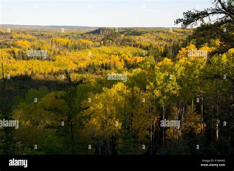 Aspen Birch Pine And Spruce Trees In Fall Northern Ontario Canada