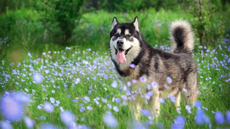 How to Groom an Alaskan Malamute