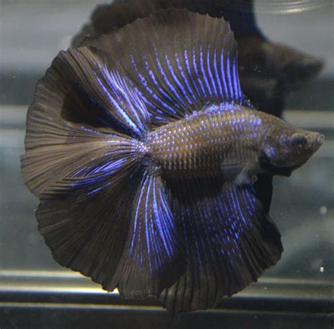 Rare Betta Fish Colors - Betta Colors Patterns Betta Source : Over the years, breeders have ...