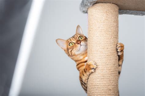 5 Important Facts To Know About Your Cats Scratching Vet In Austin