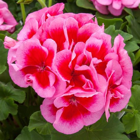 Geranium Exotic Shop Pahls Online