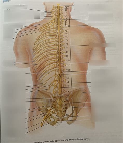 Anatomy Of Spinal Cord Diagram Diagram Quizlet