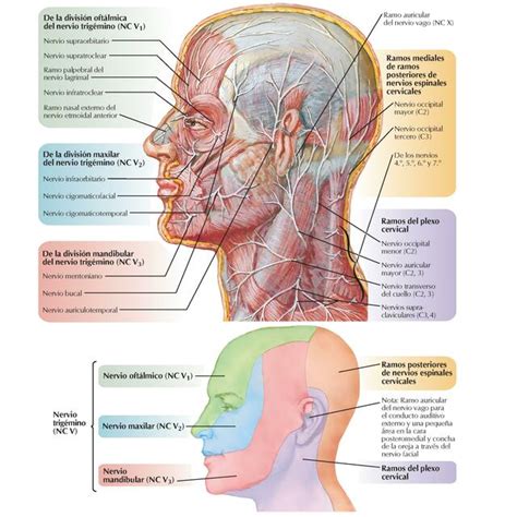 Cabeza y cuello plano superficial Nervios cutáneos de la cabeza y