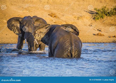 African Elephant Bulls Loxodonta Africana In Water In South Africa S