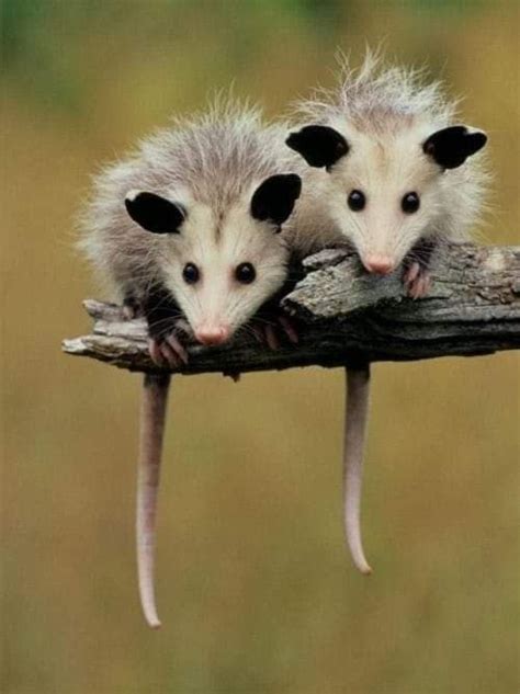 Pin By Sandi Williams On Opossums 🦡🦡🦡 In 2024 Opossum Awesome Possum