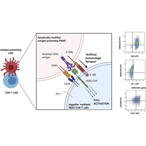 Autologous Antigen Presenting Cells Efficiently Expand PiggyBac