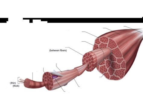 Muscle Labelling Quiz