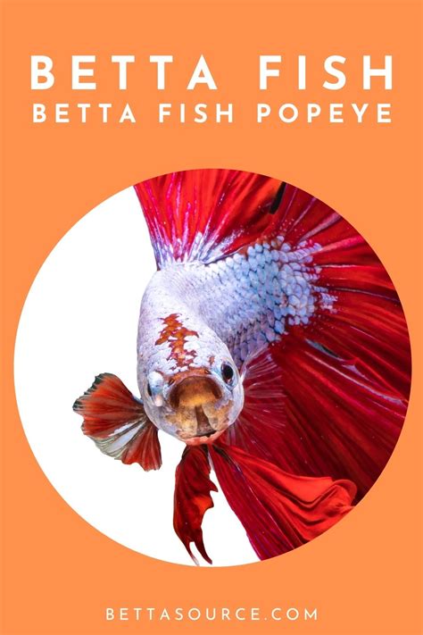 A Closer Look At Betta Fish Popeye Understanding The Signs And Finding