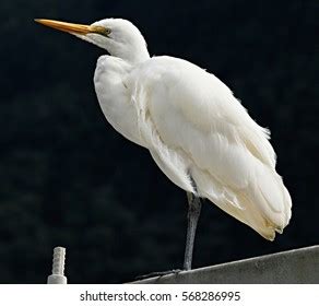 824 Milford Sound Wildlife Images, Stock Photos & Vectors | Shutterstock