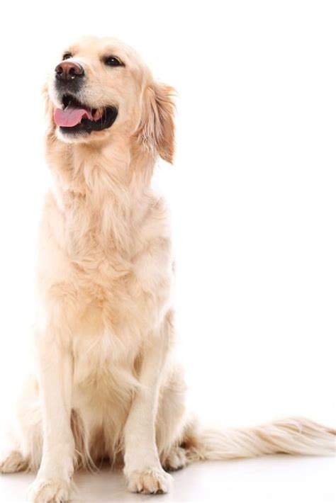 Descubre Los Cuidados Y Las Caracter Sticas Del Golden Retriever