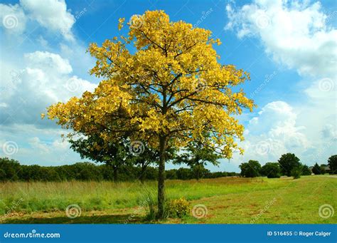 Yellow Tree Stock Image Image Of Autumn Forest Plant 516455