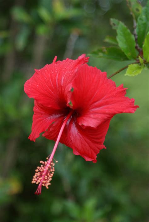 Hawaii Flower Hawaii Photo 9419626 Fanpop