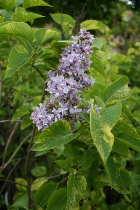 Lilak Pospolity Aucubaefolia Syringa Vulgaris Aucubaefolia