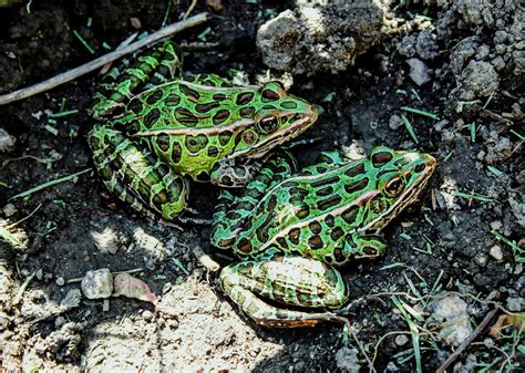 A Guide To Caring For Leopard Frogs As Pets