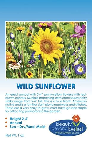 Wild Sunflower | BBB Seed | Wildflower Seeds