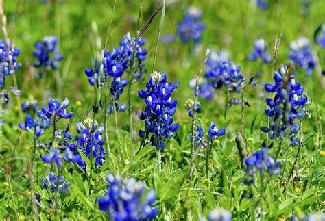 Central Texas Bluebonnets Photograph by Jeremy Stack | Fine Art America