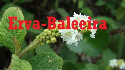 Erva Baleeira Planta Medicinal E Panc Youtube