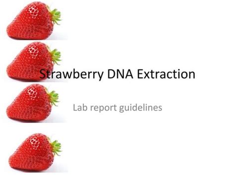 Dna extraction strawberry lab spring 2015 | PPT