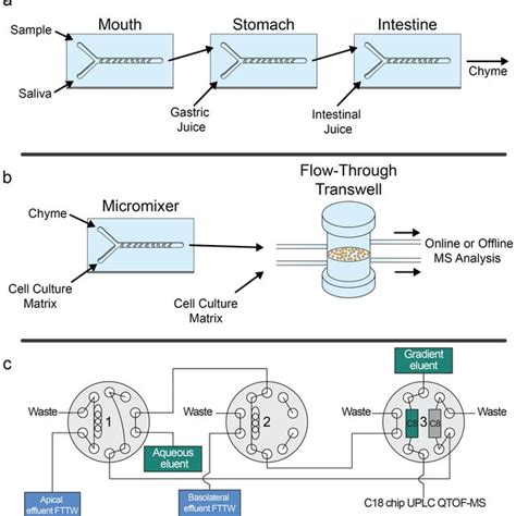 A Cell Viability Of Caco Ht Mtx E Co Culture After H