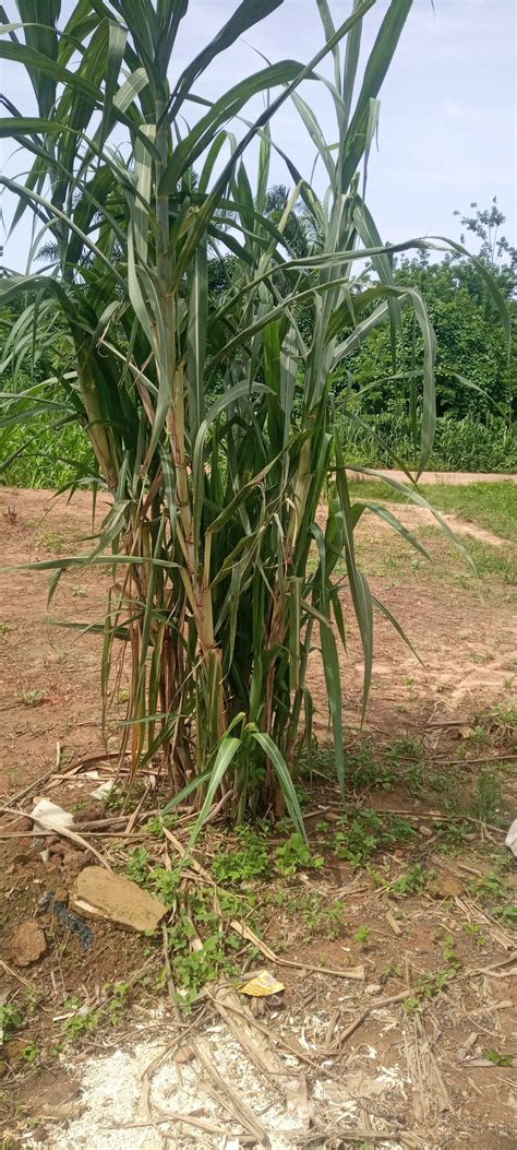 How To Start Sugarcane Farming In Nigeria [step By Step Guide]