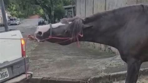 VÍDEO Cavalo amarrado corda é puxado à força por caminhonete em