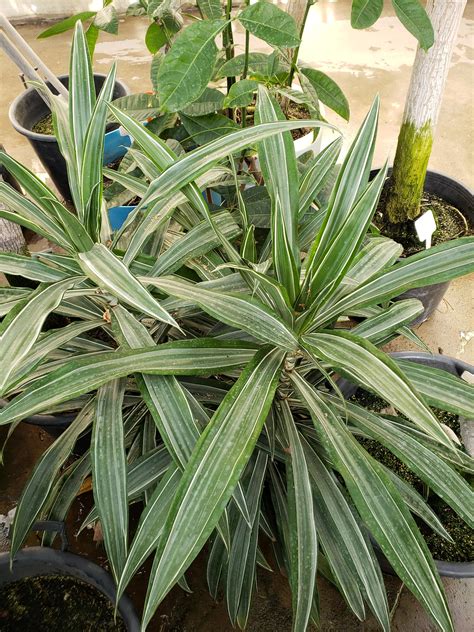 Dracaena Warneckii Bessey Greenhouse Richard W Pohl Conservatory