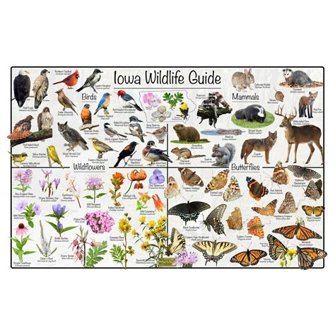 Iowa Wildlife Guide / Id's State Birds, Mammals, Wildflowers, and ...