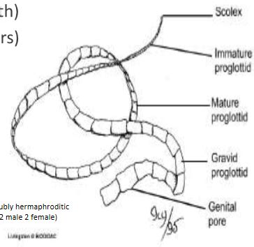 Module 6 08 Cestodes Tapeworms Flashcards Quizlet