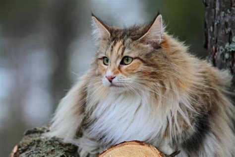 Norwegian Forest Cat | Great Pet Care