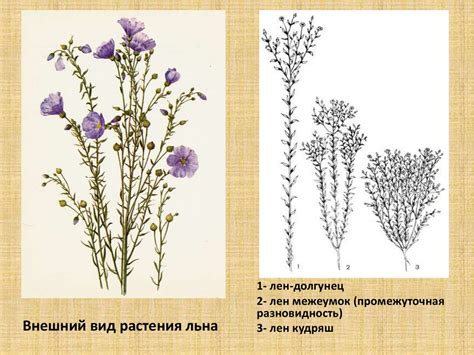 Лен. Строение, химический состав и свойства - презентация онлайн