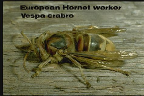 European Hornet