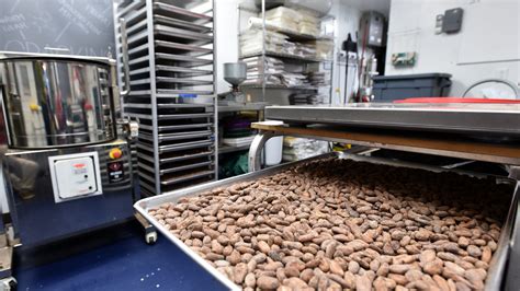 Fact check: Chocolate allergies don't stem from cockroach pieces