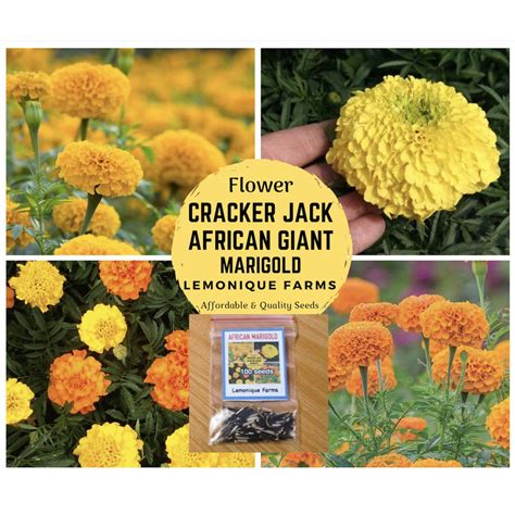 Spot Seedsafrican Marigold Flower Giant Marigold Flower Seeds African Giant Marigold Flower