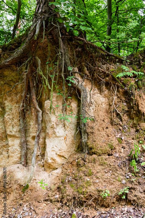 Pine Tree With Bare Roots Growing On Loess Rock Wall Soil Erosion